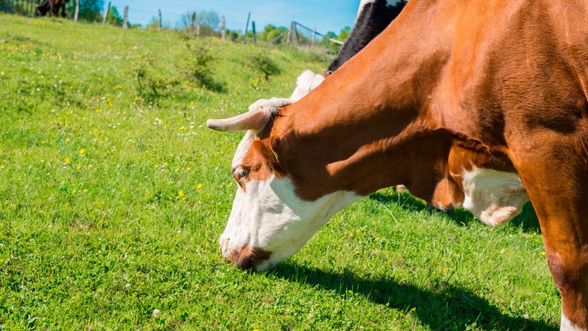 Почему фермеры выбирают Хуф Эксперт для обработки копыт Почему фермеры выбирают Хуф Эксперт для обработки копыт